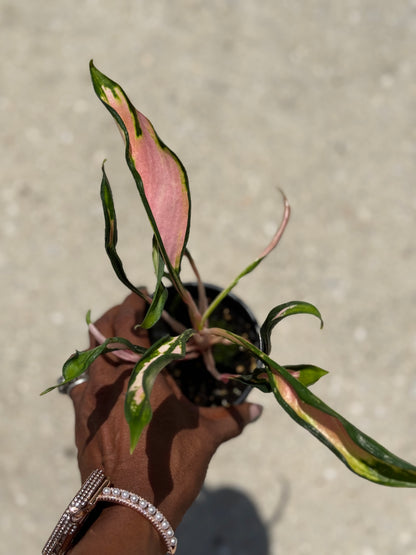 Aglaonema 'Flying Squid'
