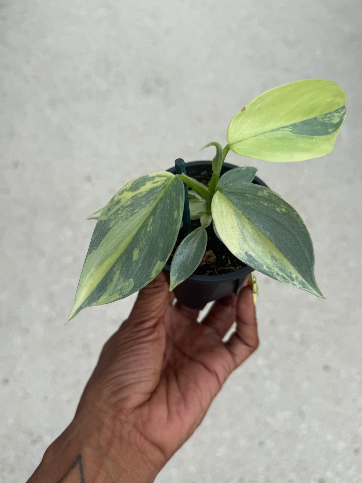 Philodendron Silver Sword Variegated