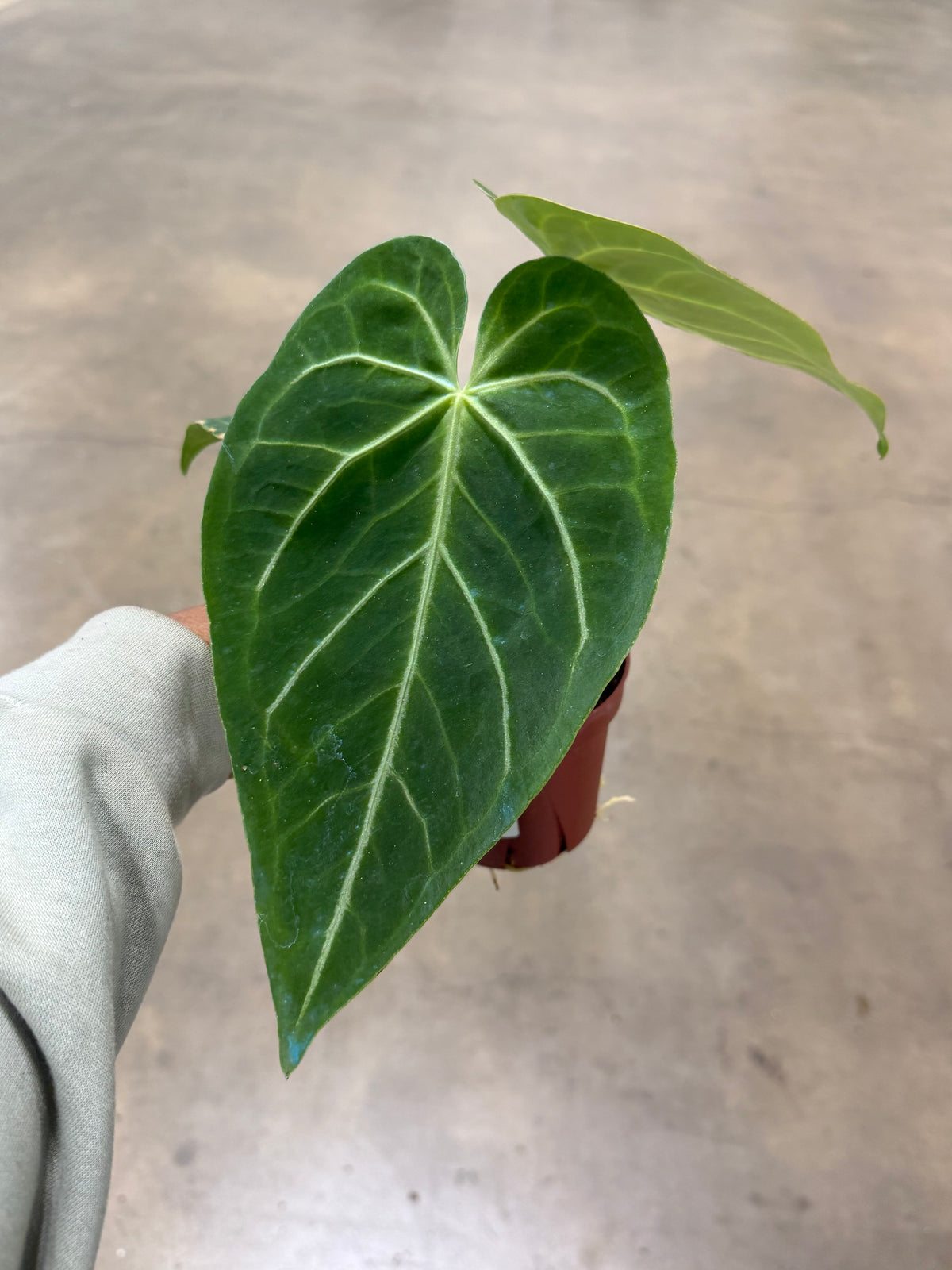 Anthurium 'Magnificum'