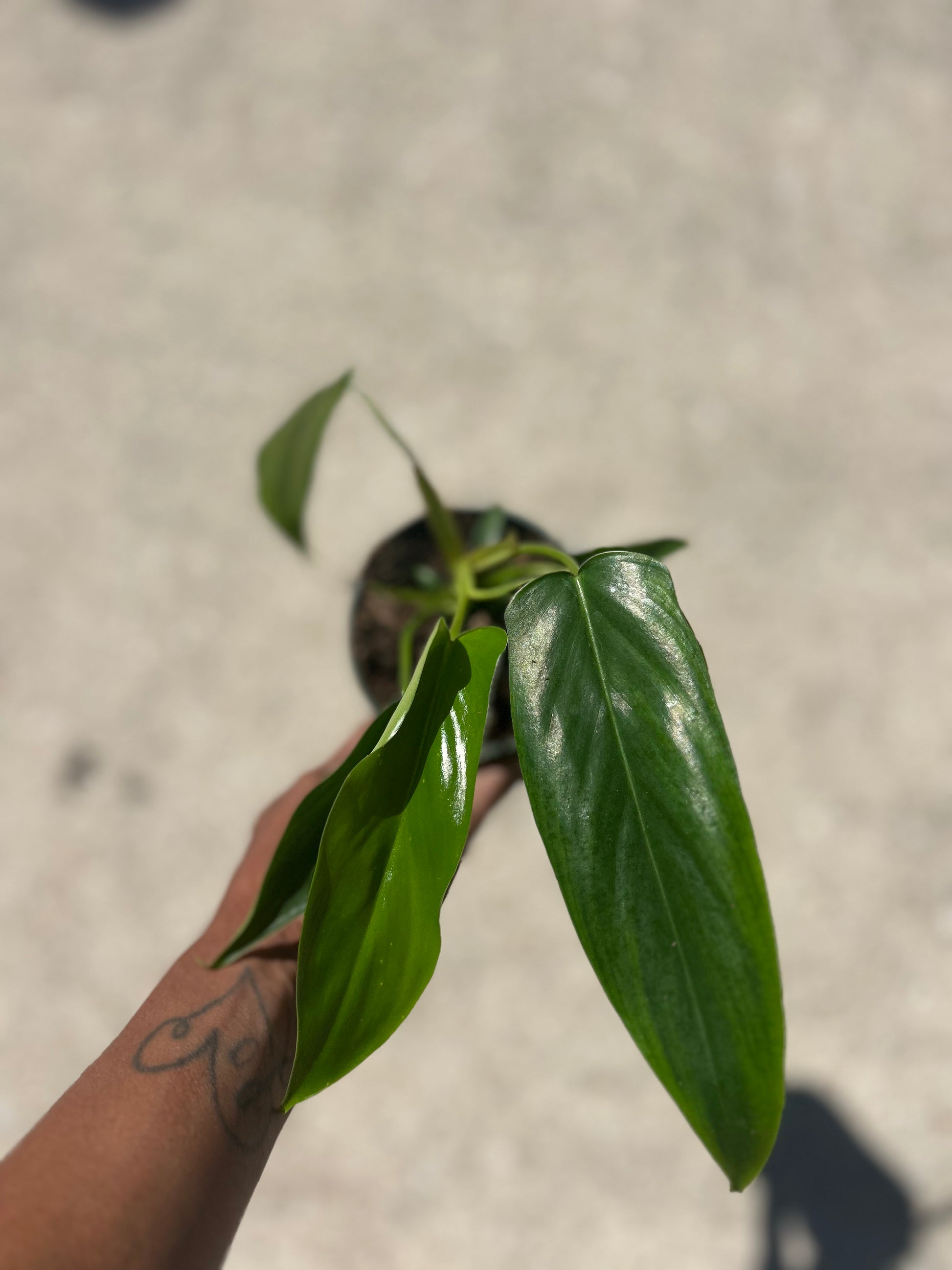 philodendron 68696 Philodendron '69686'