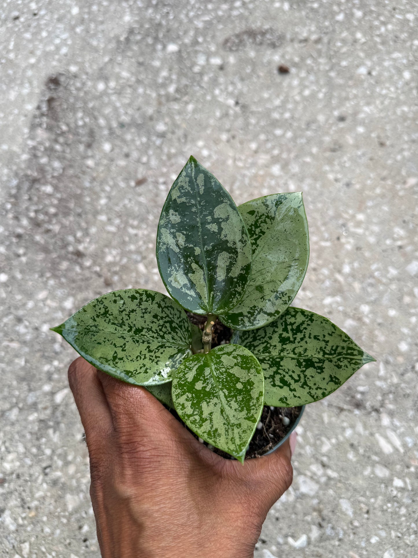 Hoya Heart Silver