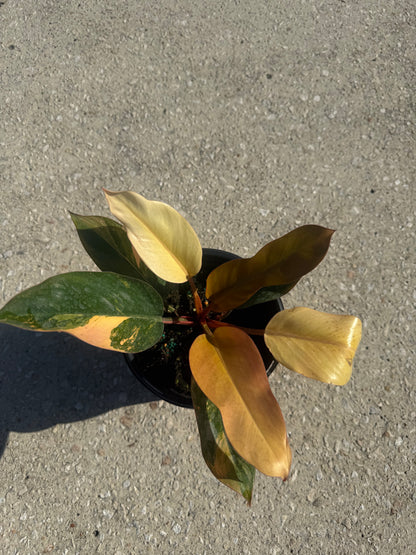 Philodendron 'Rojo Congo' Variegated