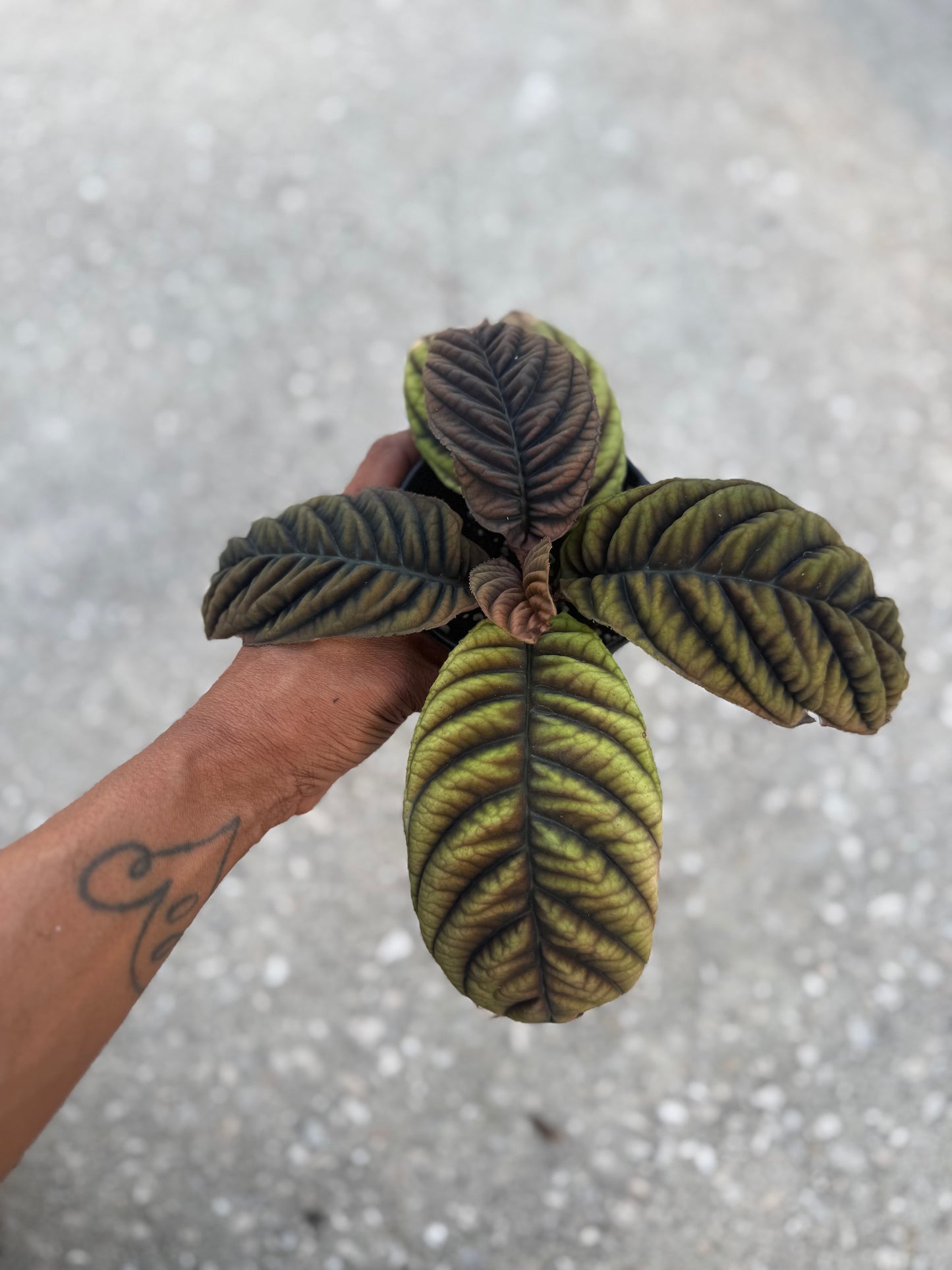 Ardisia Cool fire