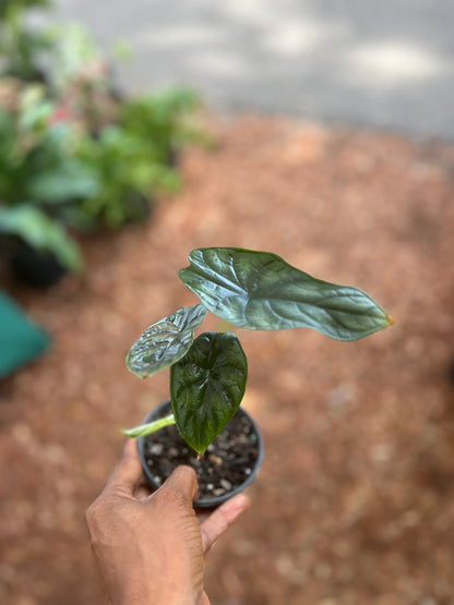 Alocasia Dragon Scale