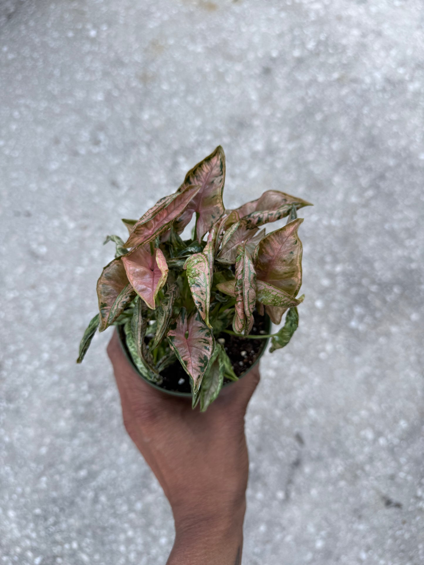 Syngonium Pink Rolli