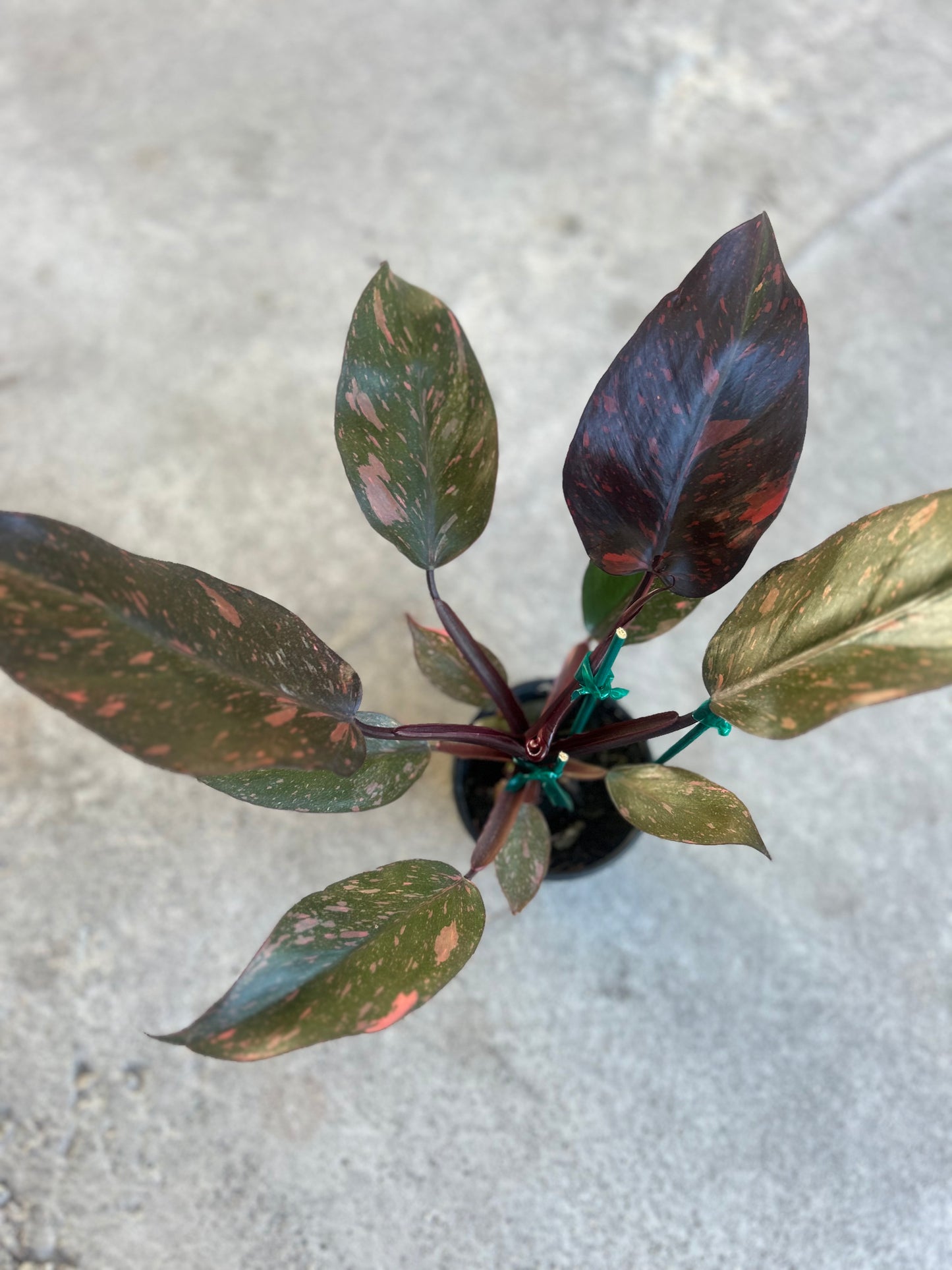 Philodendron 'Orange Princess'