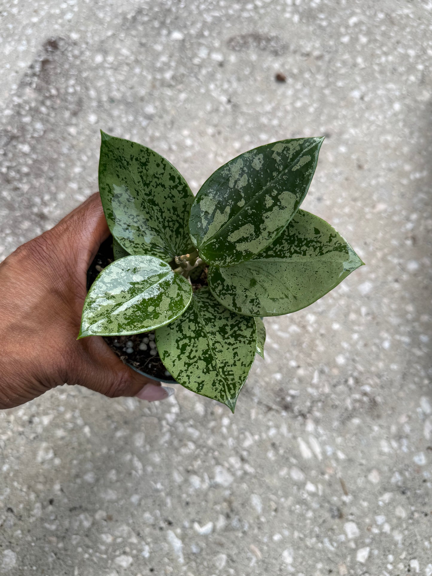 Hoya Heart Silver