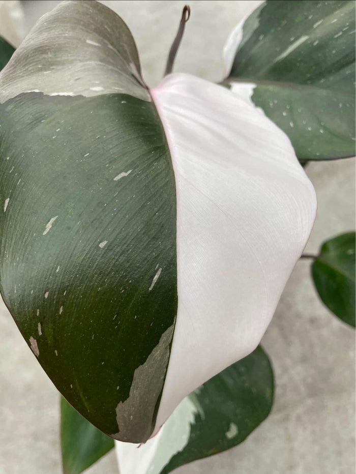 Philodendron 'Red Anderson'