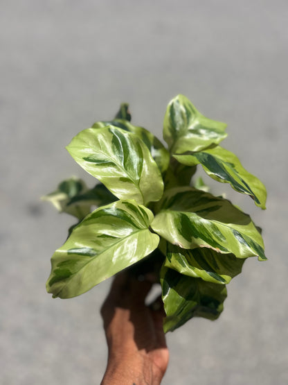 Calathea 'Yellow Fusion'
