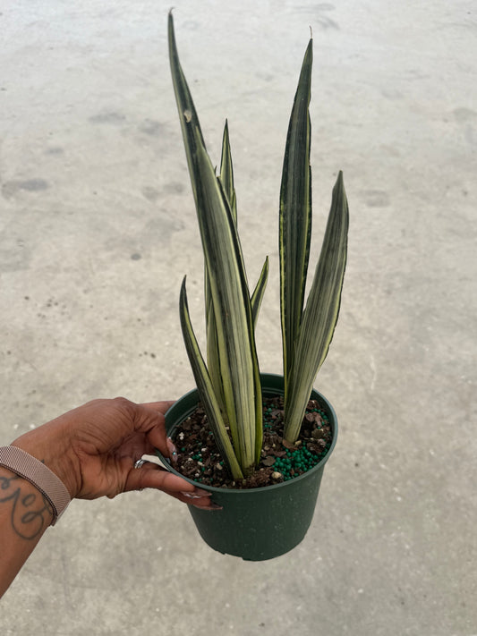 Sansevieria Bantel Sensation