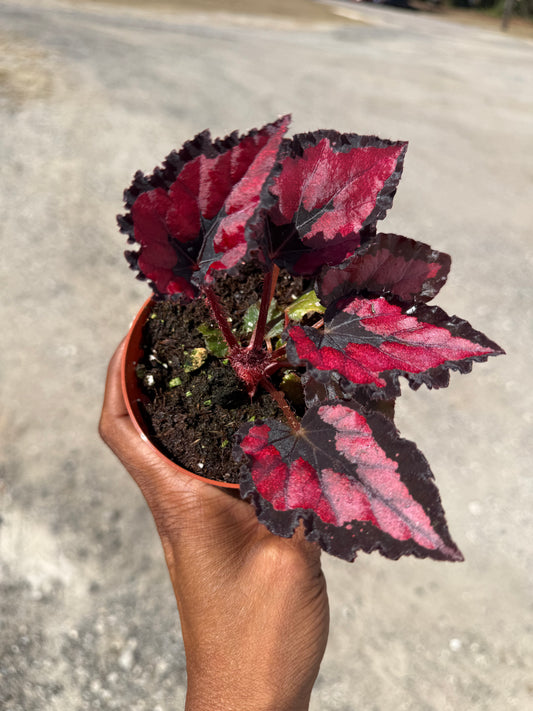 Begonia Red Robin
