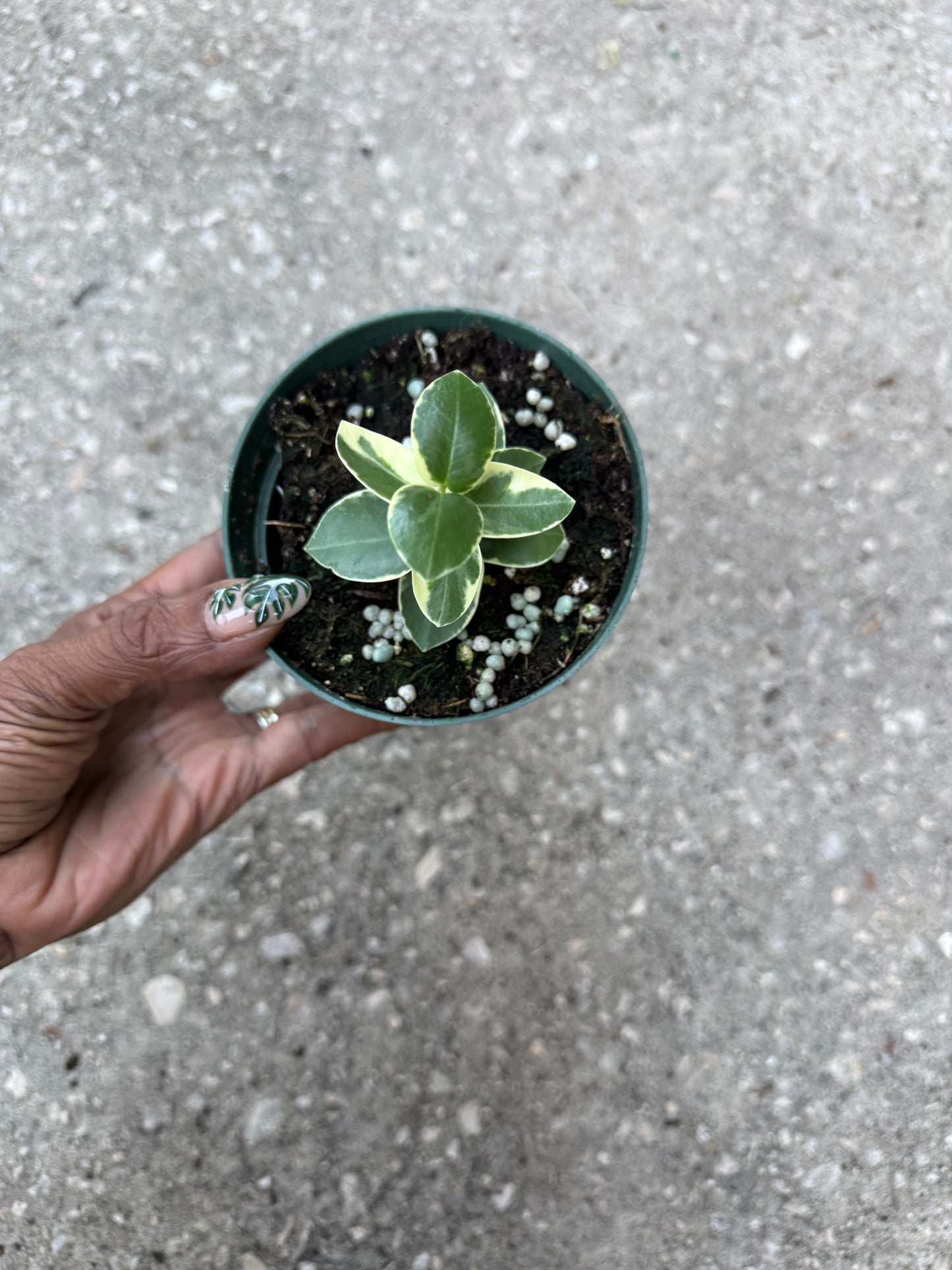 Hoya 'Cumingiana' albo