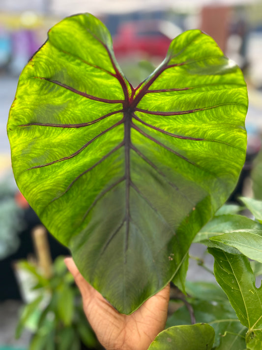 Colocasia Pharaoh's Mask