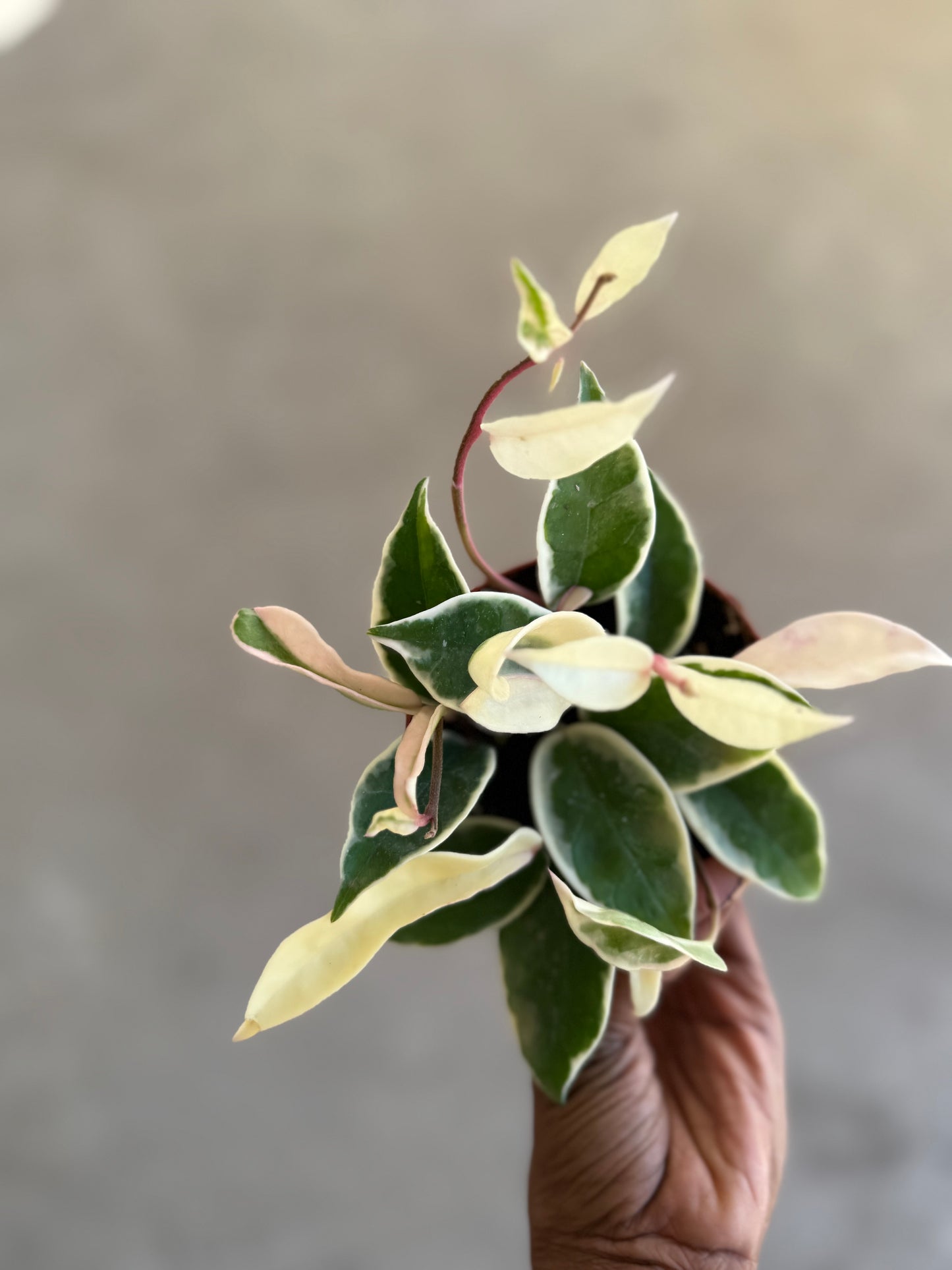 Hoya 'Krimson Queen'