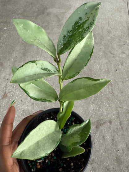 Hoya 'Silver Moon'