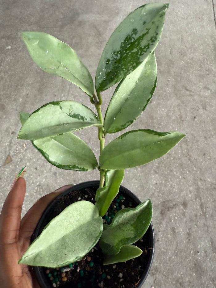 Hoya 'Silver Moon'