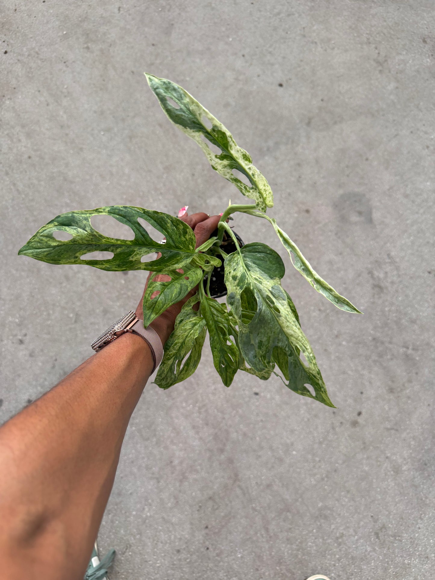 Monstera Adansonii Giant Variegated