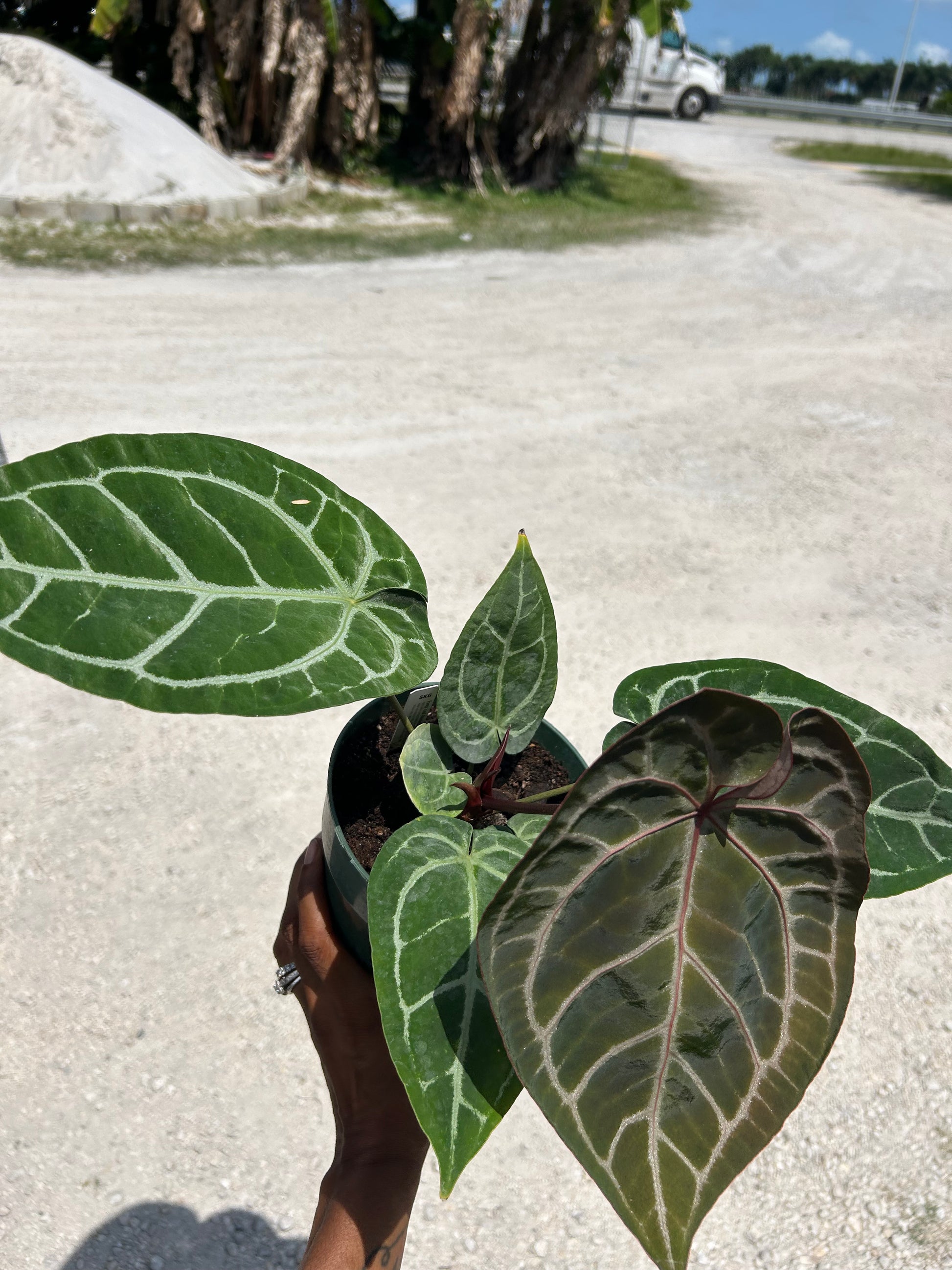 anthurium magnificum vs crystallinum Anthurium Crystallinum x Magnificum – Prop & Grow Plant Shop
