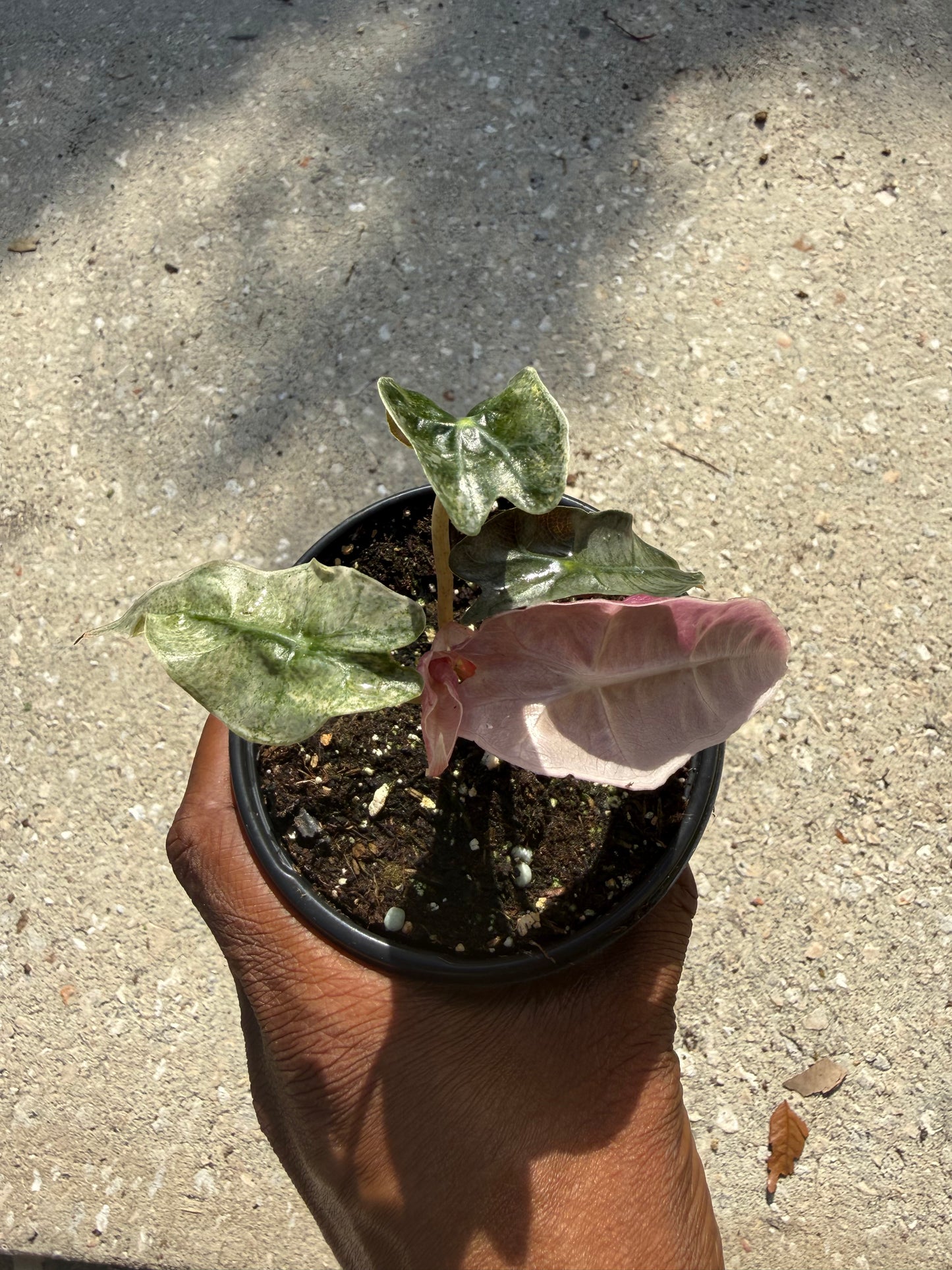 Alocasia Polly Pink Ghost