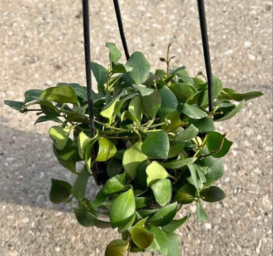 Hoya Heuschkeliana-Yellow flower