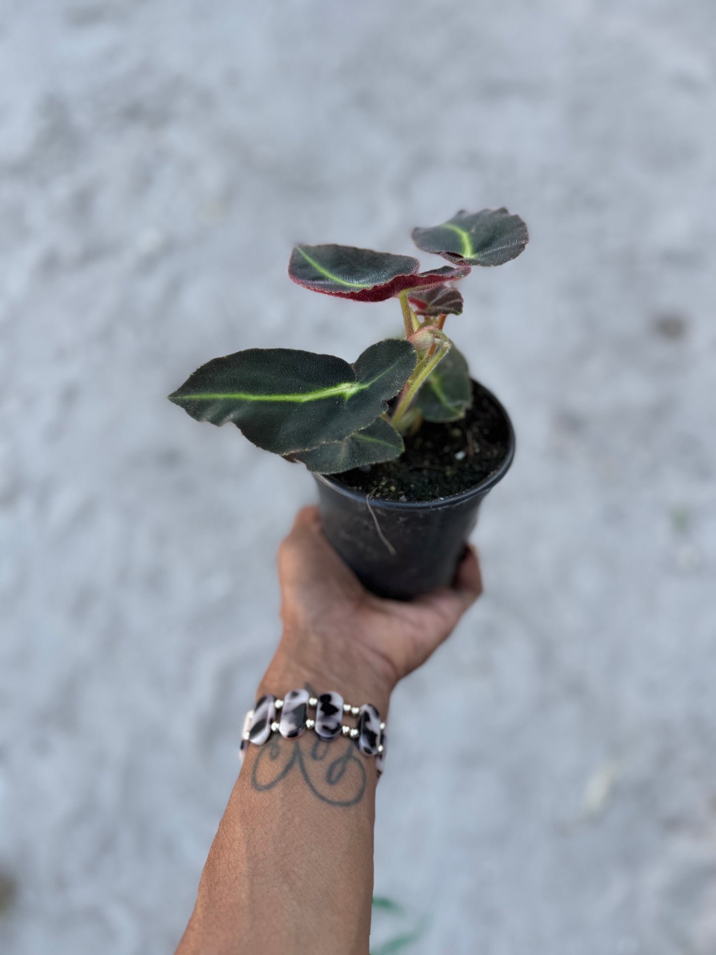 Begonia Listada