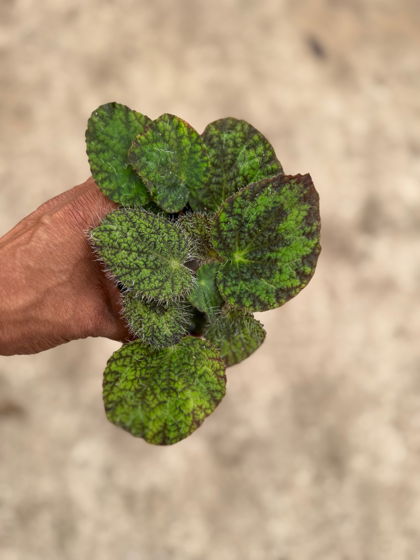 Begonia longicilata sizemoreae