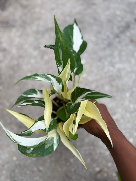 Epipremnum 'Mutant Manjula'