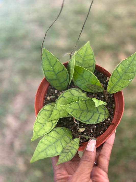 Hoya Callistophylla