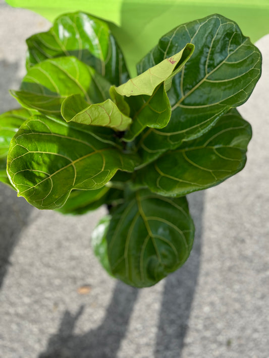 Ficus Lyrata Fiddle Leaf Fig