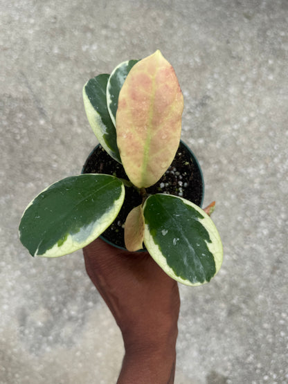 Hoya obovata albo