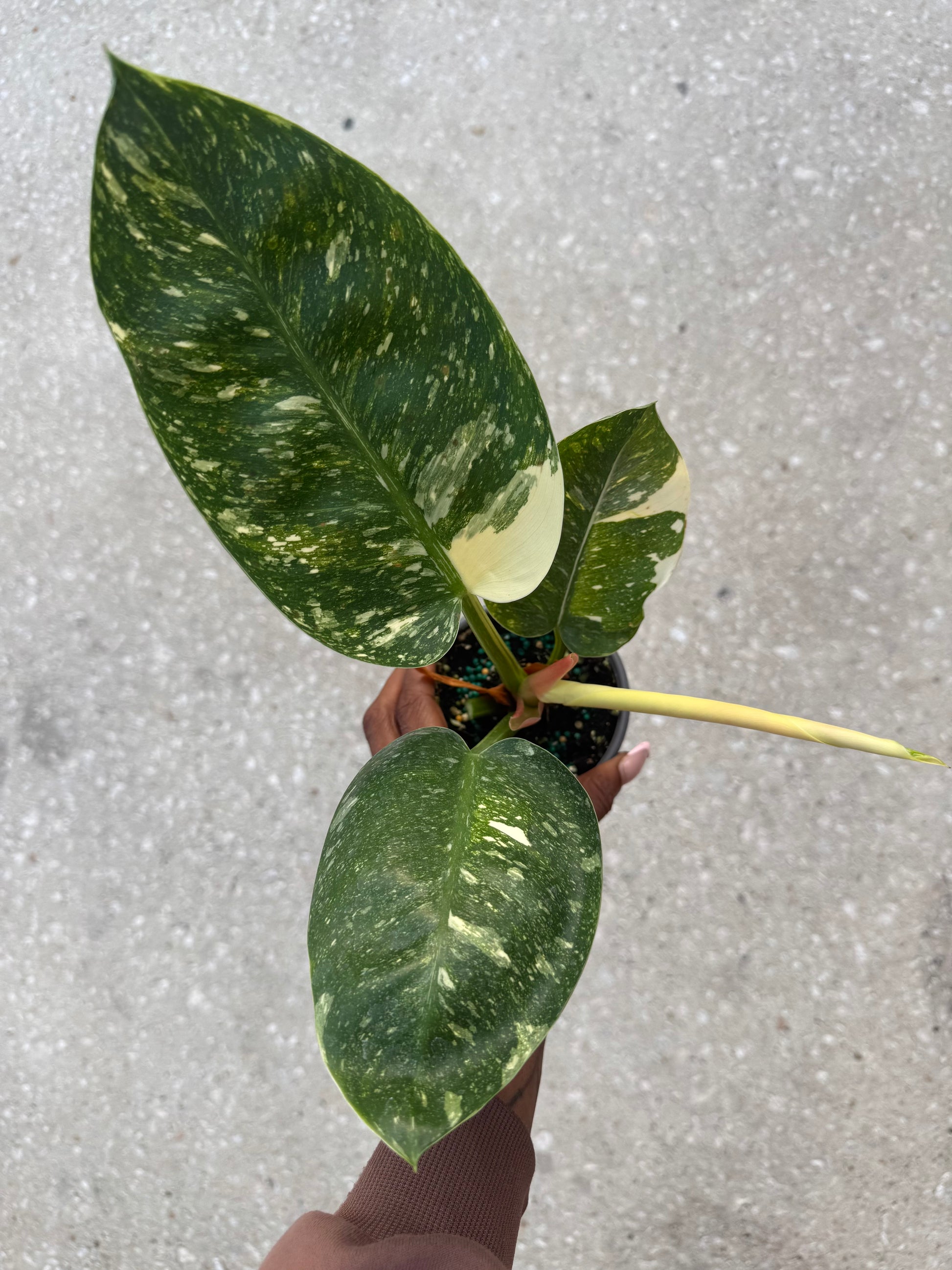 philodendron congo nuclear Philodendron 'Congo Nuclear' – Prop & Grow Plant Shop