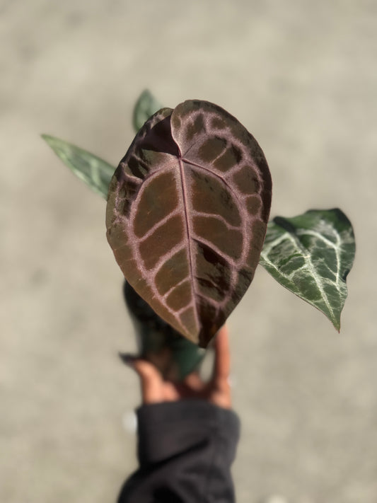 Anthurium Michelle x SKG Silver