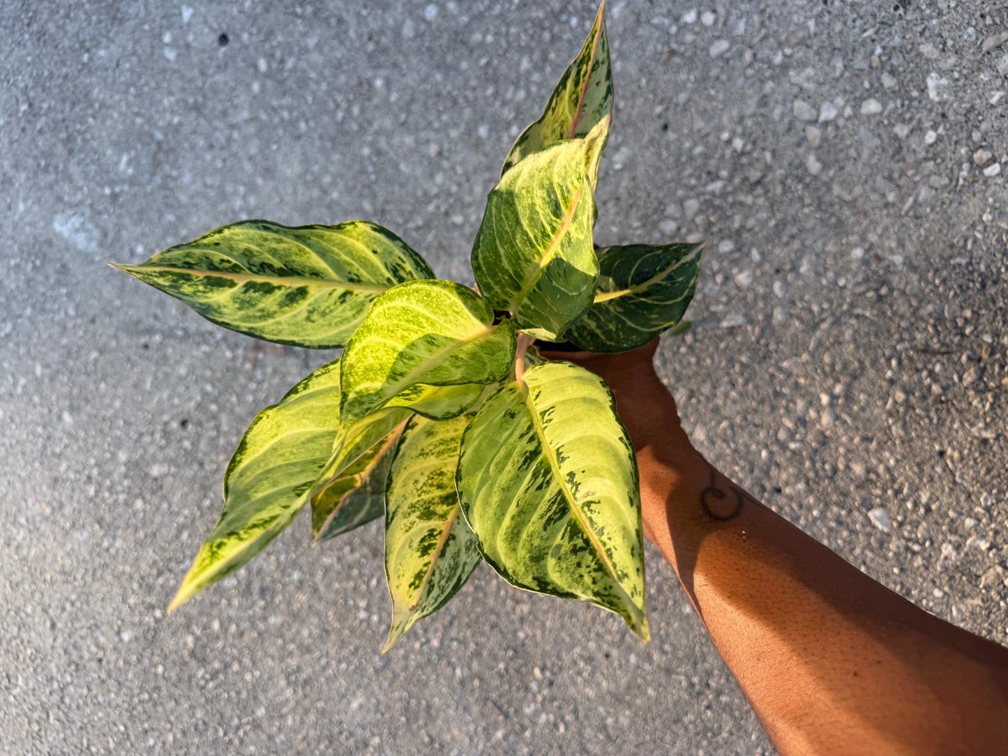 Aglaonema Lucky