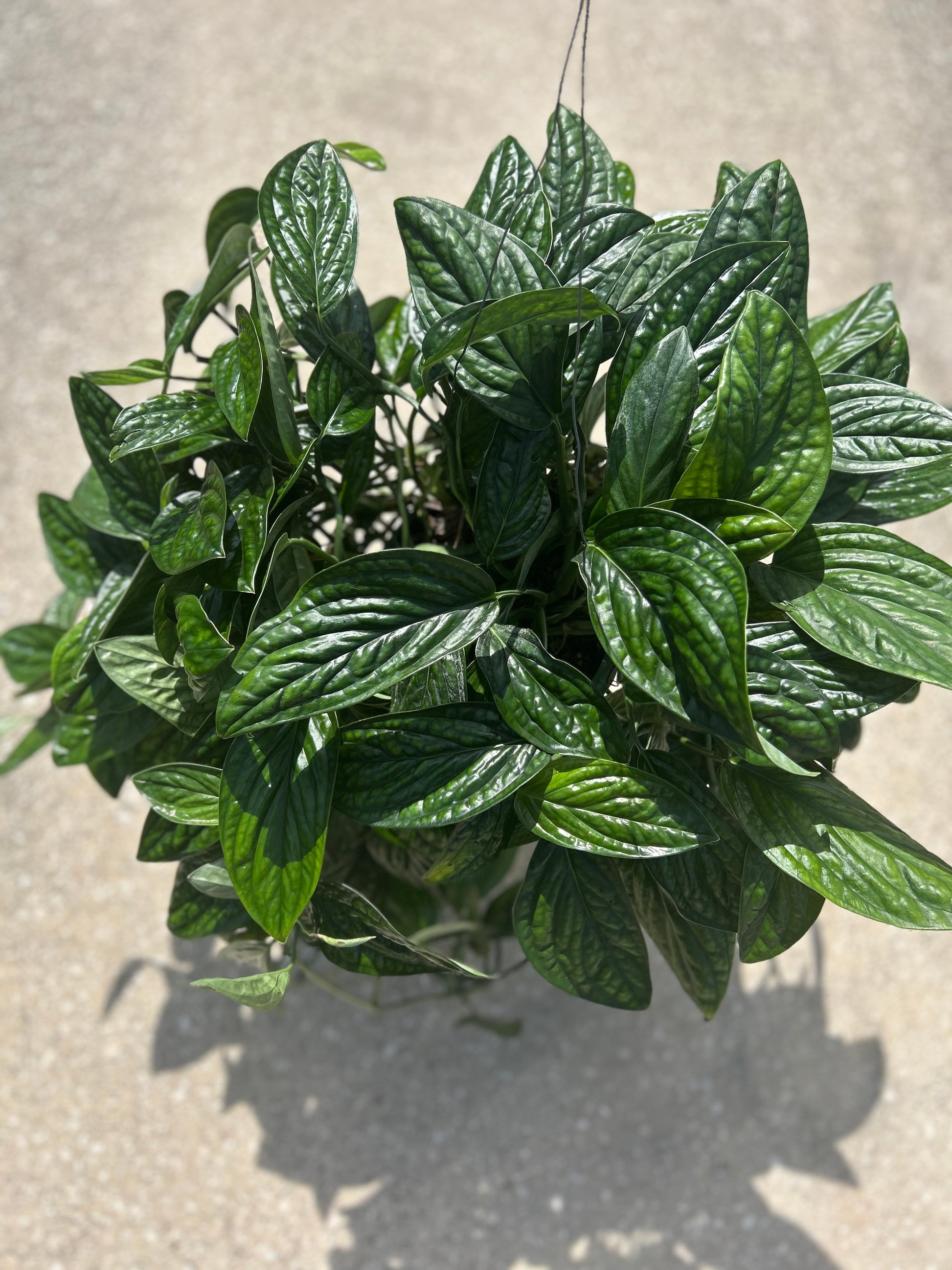 buy monstera peru Monstera 'Peru' – Prop & Grow Plant Shop
