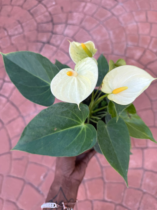 Anthurium 'Vanilla'
