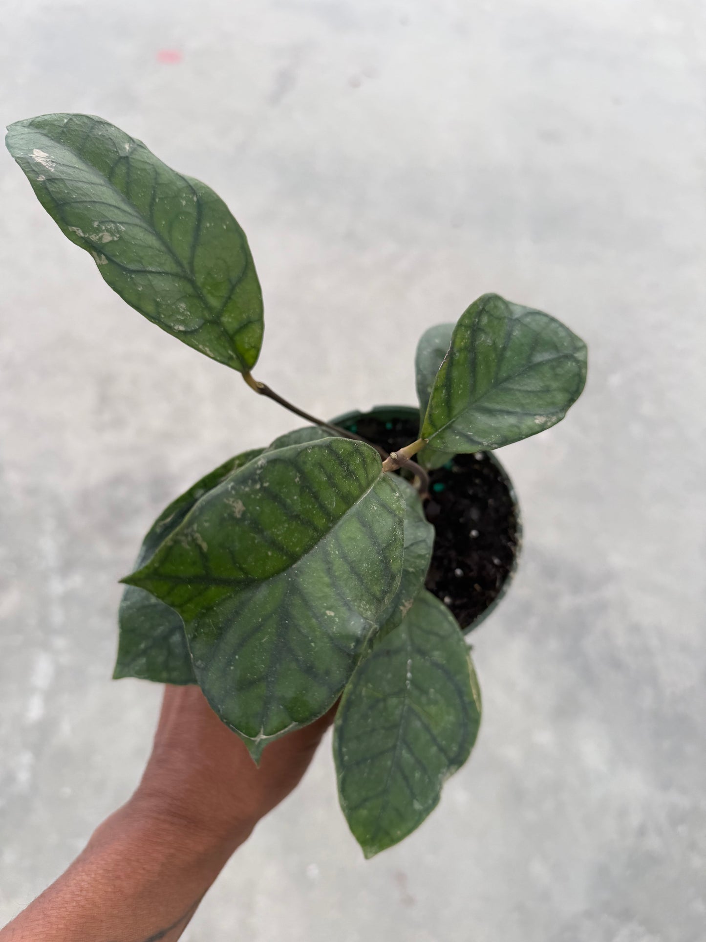 Hoya Callistophylla Vena