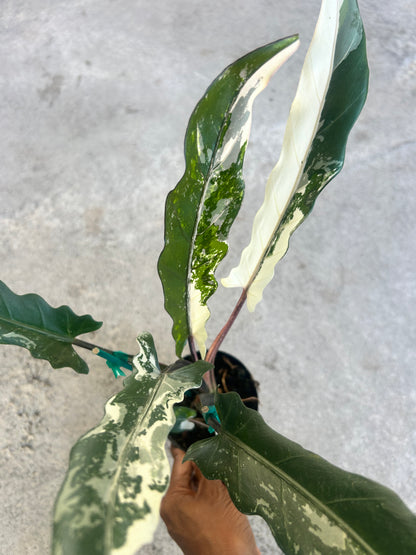 Alocasia Lauterbachiana Variegated Albo