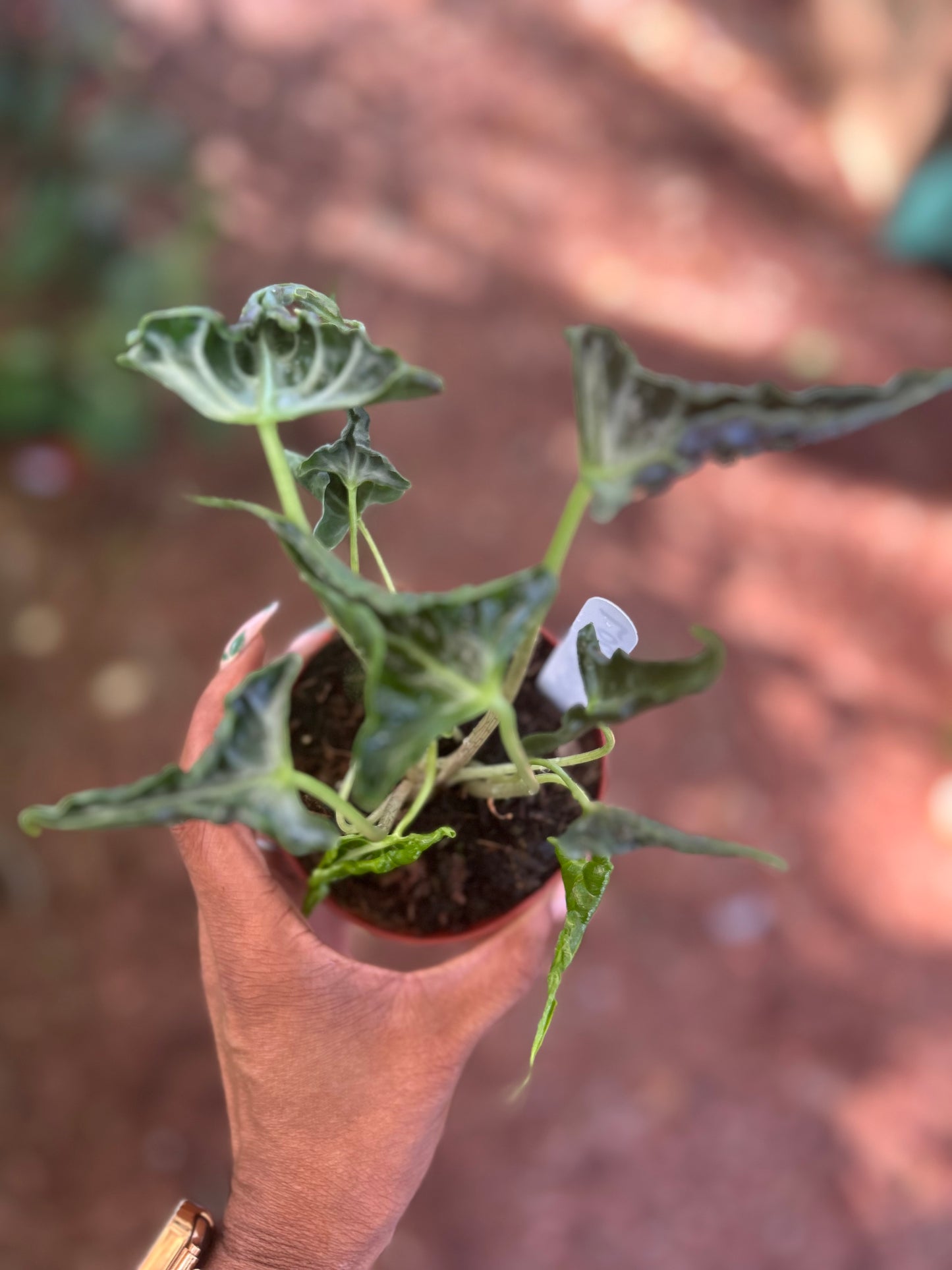 Alocasia loco