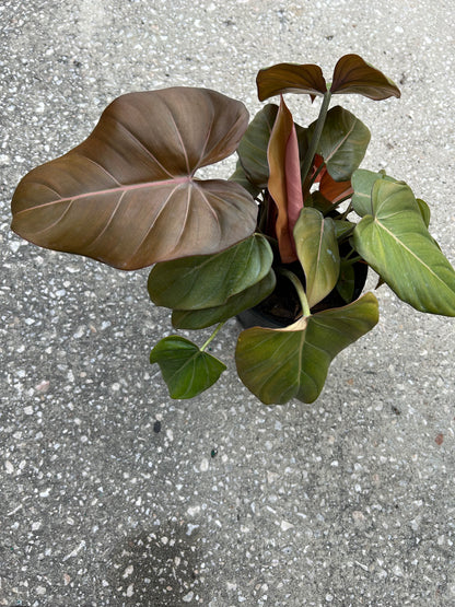 Philodendron 'Summer Glory'