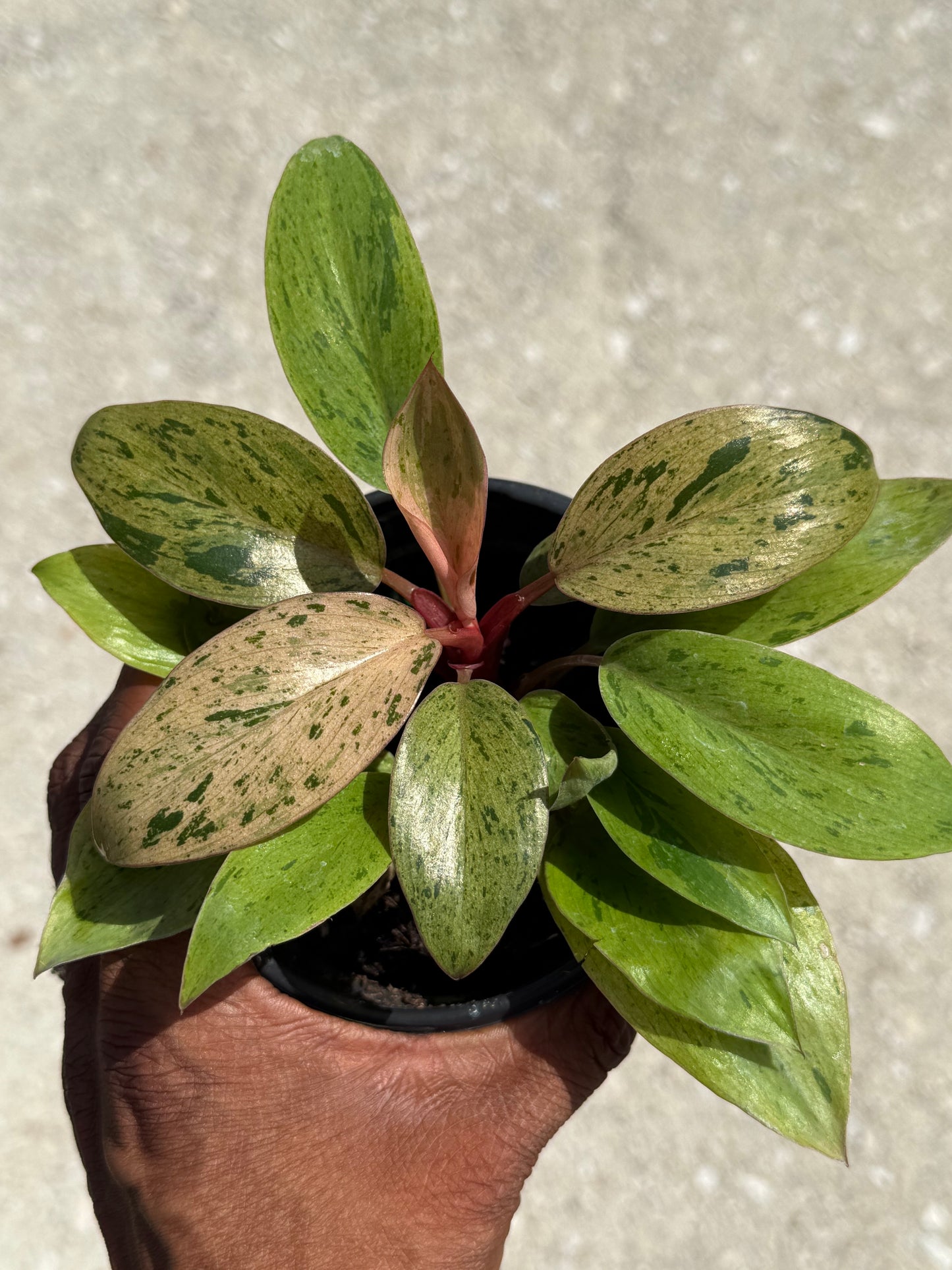 Philodendron 'Congo Marble'