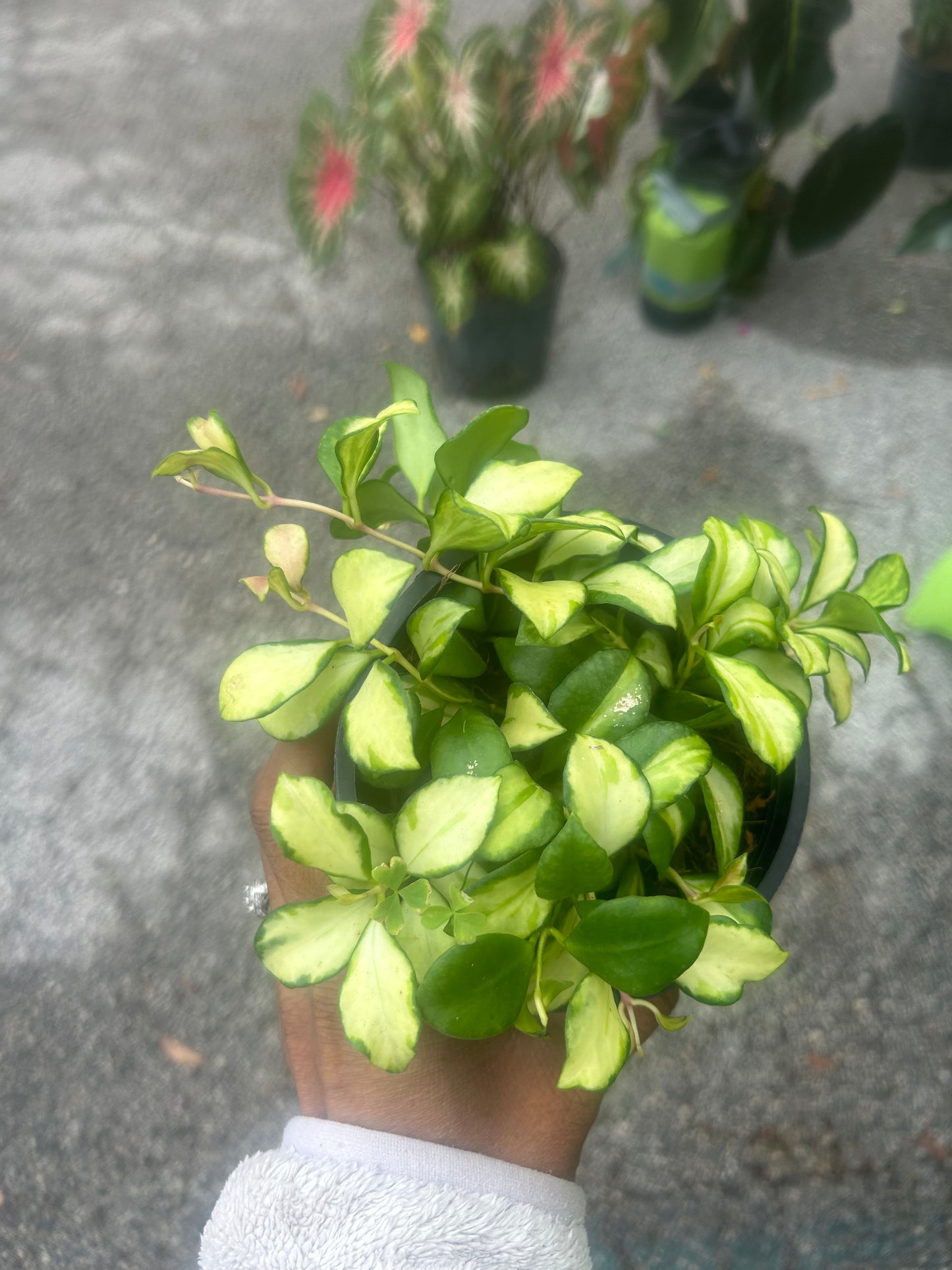 Hoya Heuschkeliana Variegata