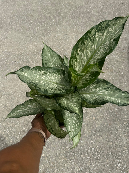 Dieffenbachia 'Tiki'