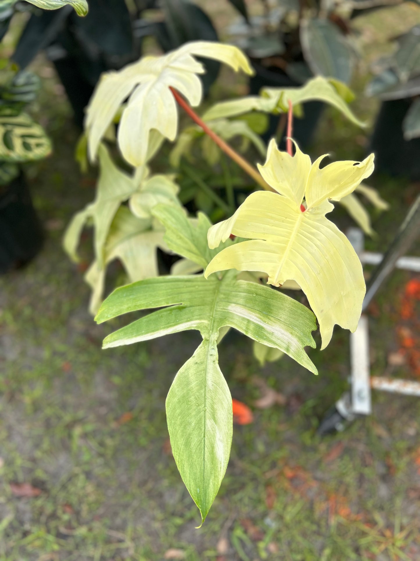 Philodendron Florida Ghost