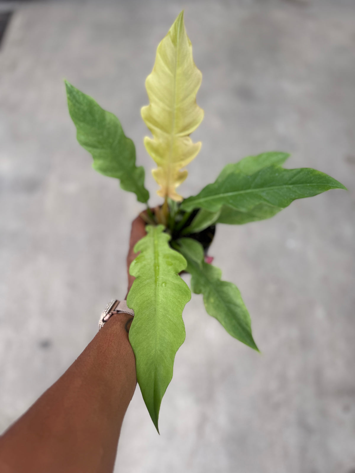 Philodendron Ring of Fire Mint