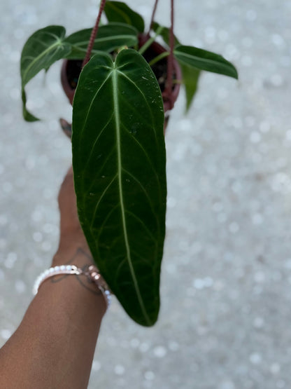 Anthurium 'Warocqueanum'