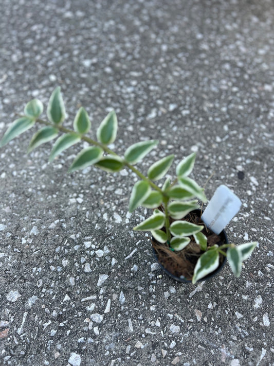 Hoya bella (Outer variegation)