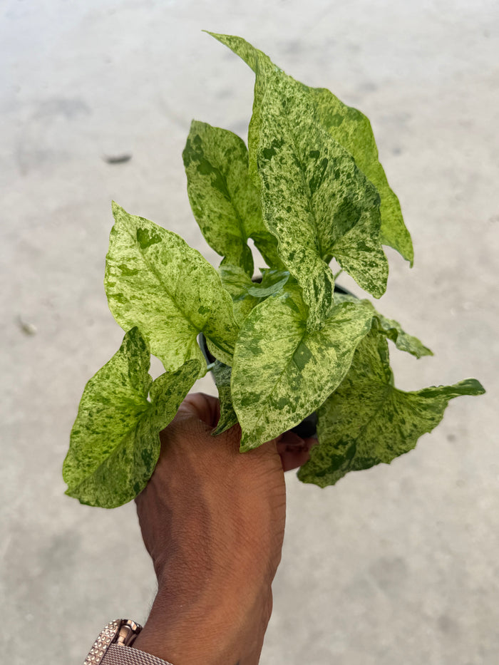 Syngonium Mottled Mojito