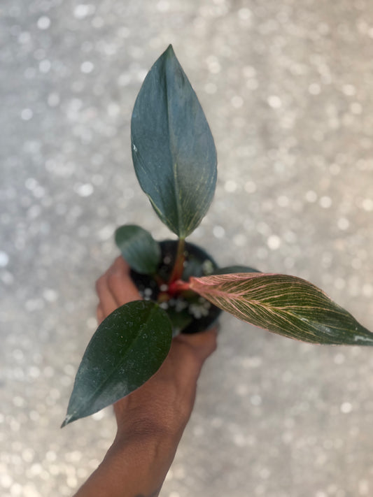 Philodendron Pink Birkin