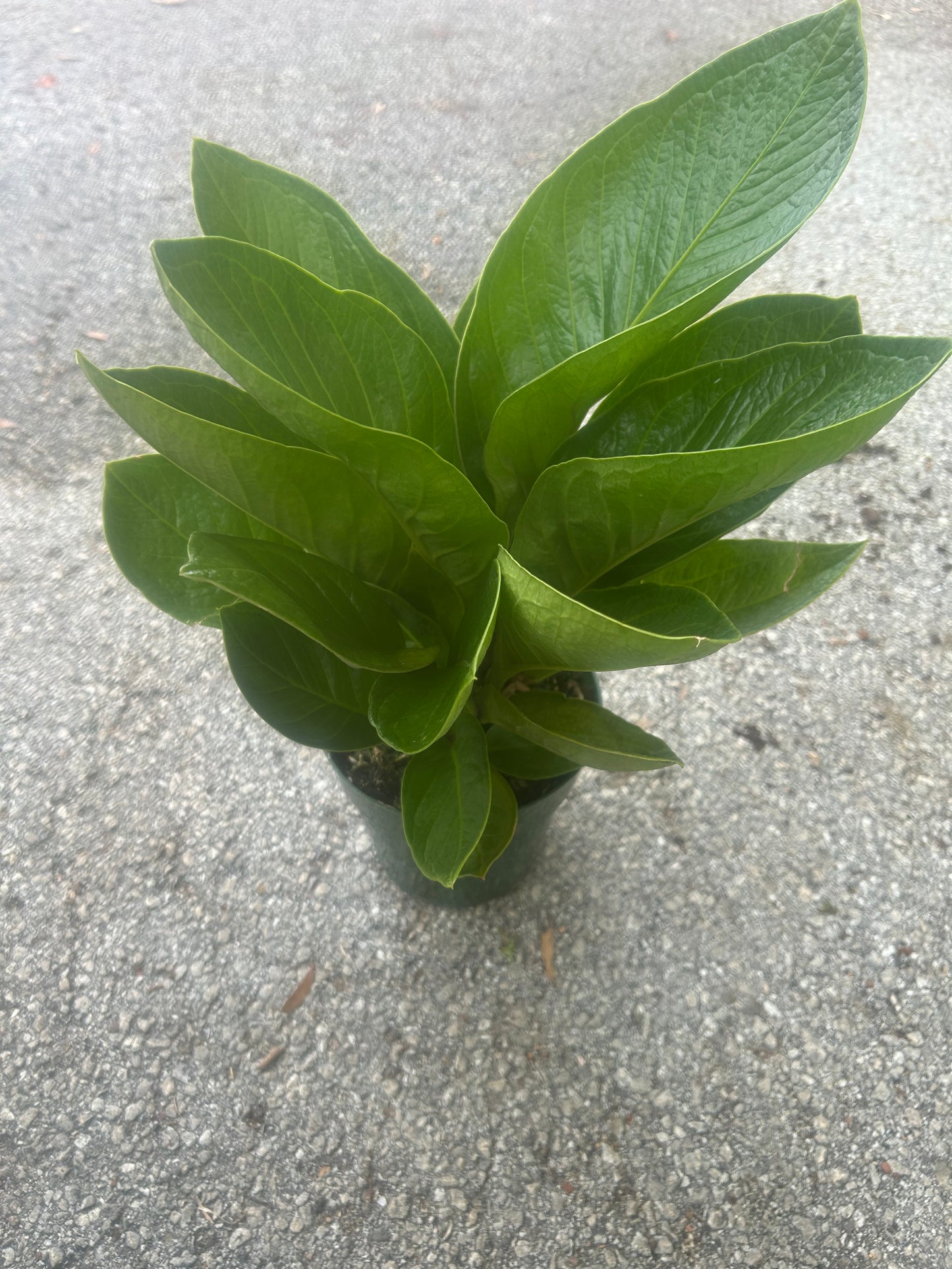 Anthurium Cobra