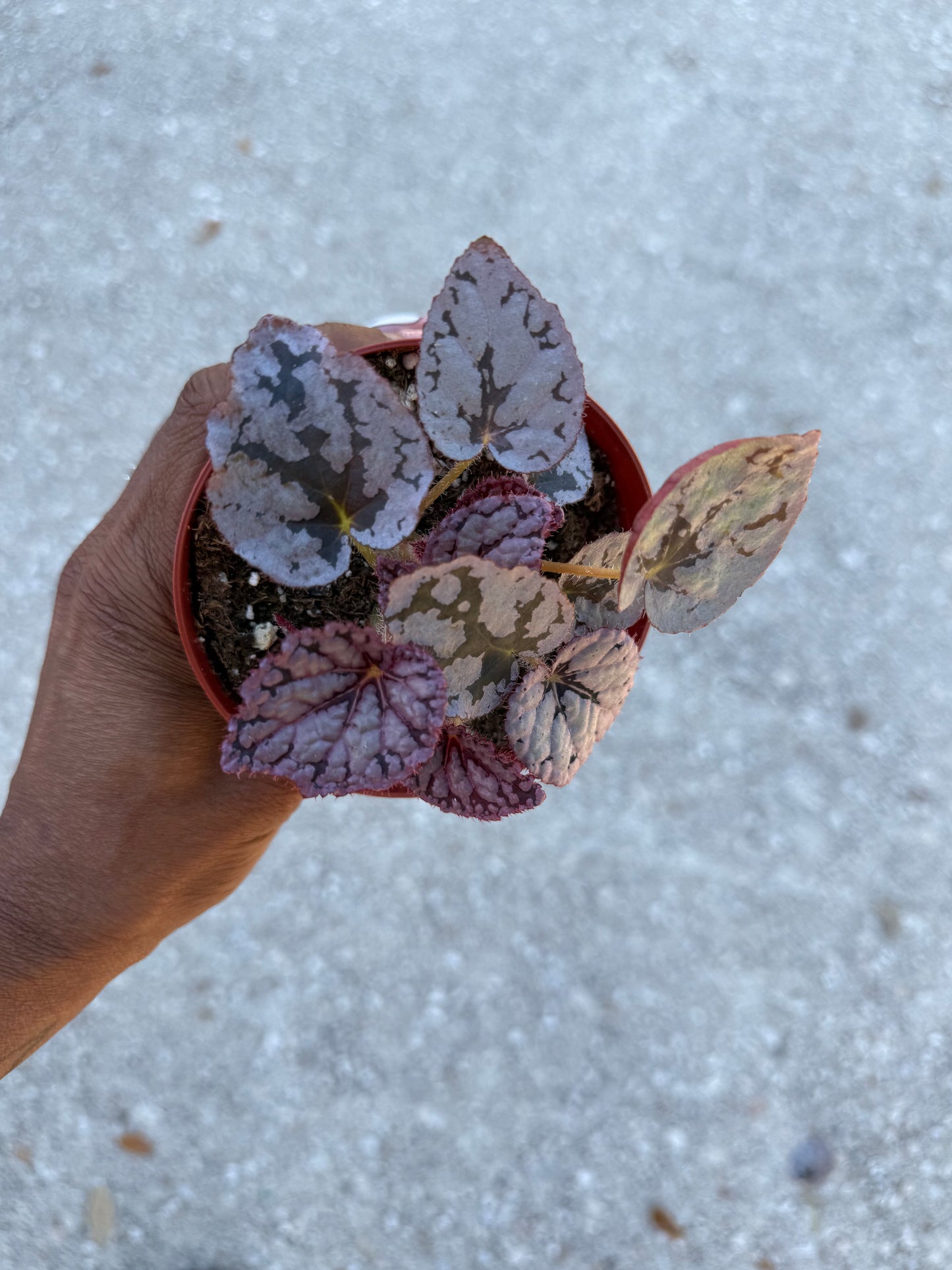 Begonia Silver Dollar